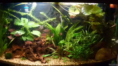 Becken 14982 von Mad Max