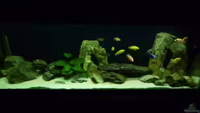 Becken 14994 von malawimimi