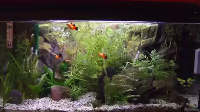 Becken 14997 von Thomas Burger