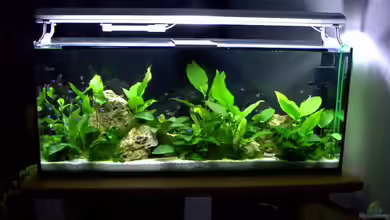 Becken 1501 von Gabriela Lang