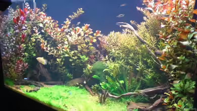 Becken 1507 von Aero-Frank