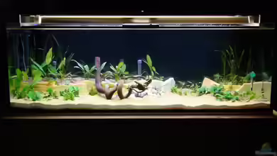 Becken 15091 von Fury1977