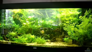 Becken 15092 von kihada