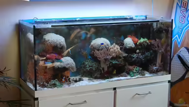 Becken 15157 von Björns aqua