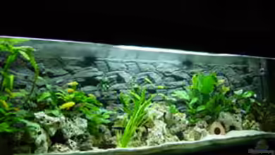 Becken 152 von Thomas Freund