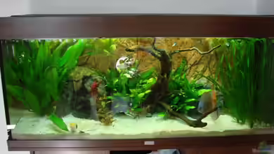 Becken 15267 von Chris85