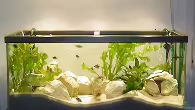 Becken 15302 von MINI