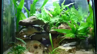 Becken 1538 von Christoph Klaus