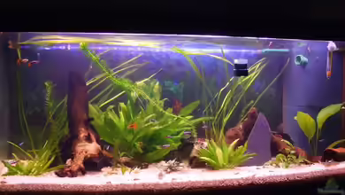 Becken 15396 von Schnuppi