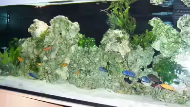 Becken 1541 von Elena Miessbrandt