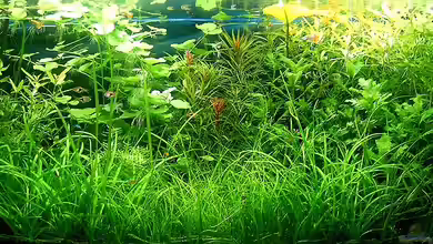 Becken 15419 von zaffa