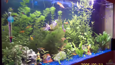 Becken 1544 von Hubert Demonty