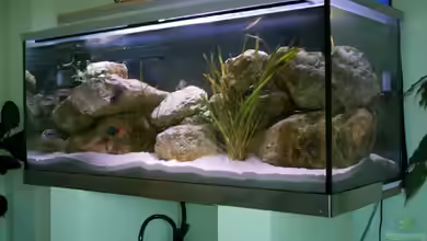 Becken 1549 von Thomas Zeiser