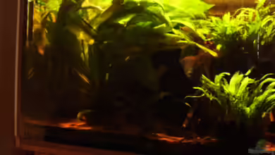 Becken 15512 von Yogybär