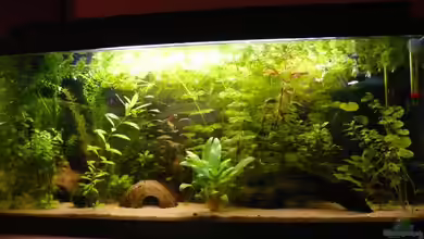 Becken 15557 von Manuel Betz