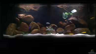 Becken 15567 nur noch als Beispiel von Robert Verhülsdonk