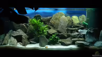 Becken 15583 von Traenenreiter