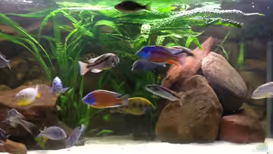 Becken 15606 von Günni