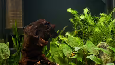 Becken 15766 von Franz Trittner