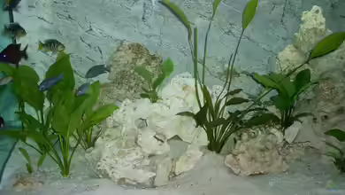 Becken 15775 von nivram