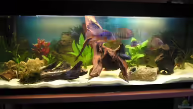 Becken 1578 von Jan Cerny