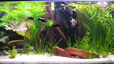 Becken 1581 von Daniel Heisig