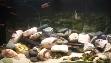 Becken 1582 von mirimar