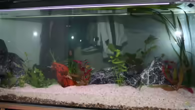 Becken 15893 von Photi