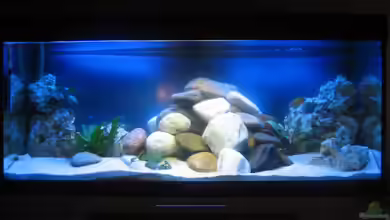 Becken 15894 von SideShowBob