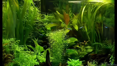 Becken 15920 von Harald Charzinski