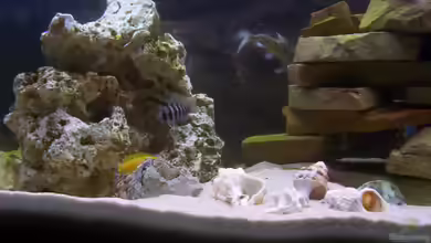 Becken 160 von Angela Sumner