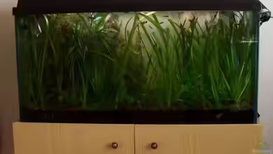 Becken 1602 von my-fish