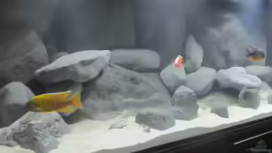 Becken 16041 von hu.ch