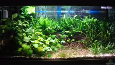 Becken 1619 von Toni Habich