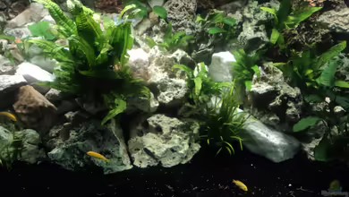 Becken 16231 von Malawiwelt