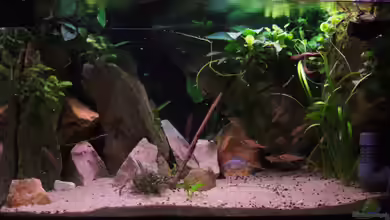 Becken 16257 von Forelleblau