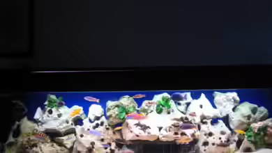 Becken 1633 von Daniel Fust