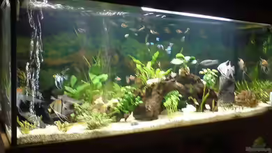 Becken 16542 von Daniel Blöchl