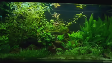 Becken 16616 von Tobias998