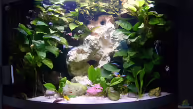 Becken 16890 von Kimberly L