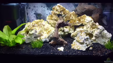 Becken 16968 von tobilka