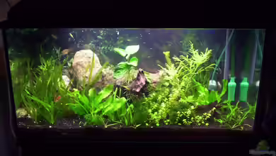 Becken 16979 von Zeus