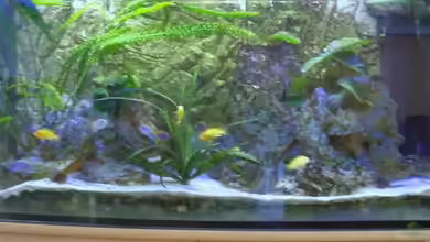 Becken 17056 von haifisch