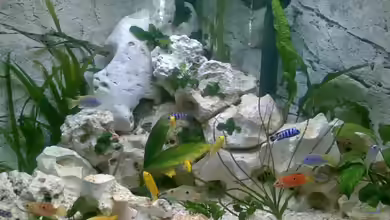 Becken 17136 von Kleenerfisch