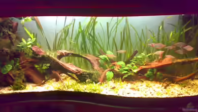 Becken 1715 von David Nachtweih