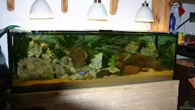 Becken 1717 von Sven Nekum