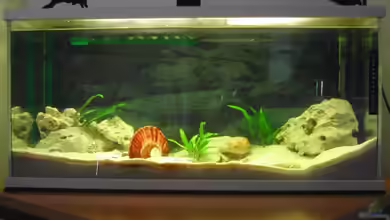 Becken 1719 von Dirk Schepmann