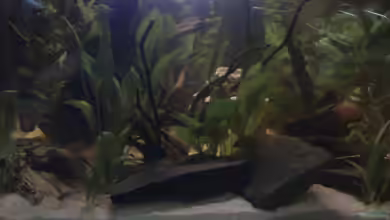 Becken 17228 von Blaubör