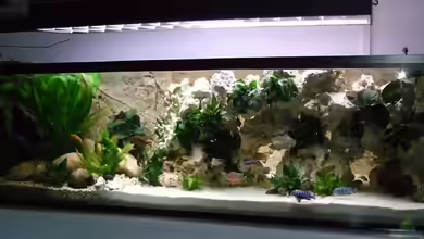 Becken 17331 von Simon Dolch