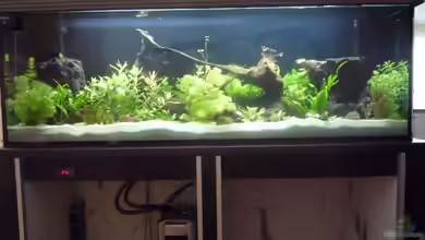 Becken 17344 von Helmar